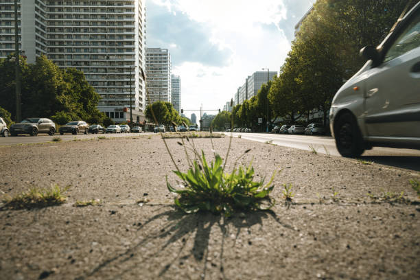 Road, pavement and grass. No people on scene.