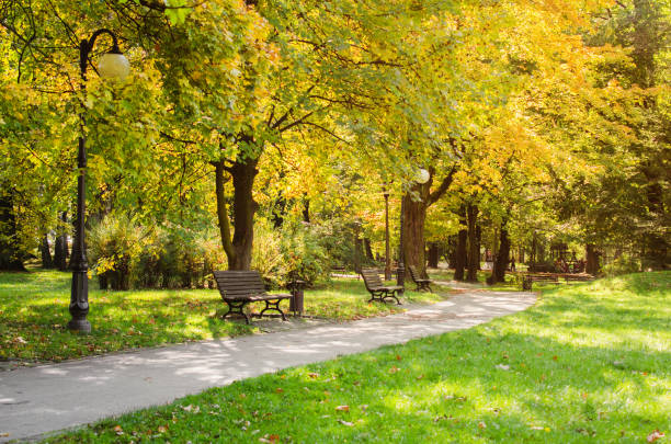 parc de la ville en automne. paysage d’automne. beau parc d’automne par temps ensoleillé. - parc public photos et images de collection