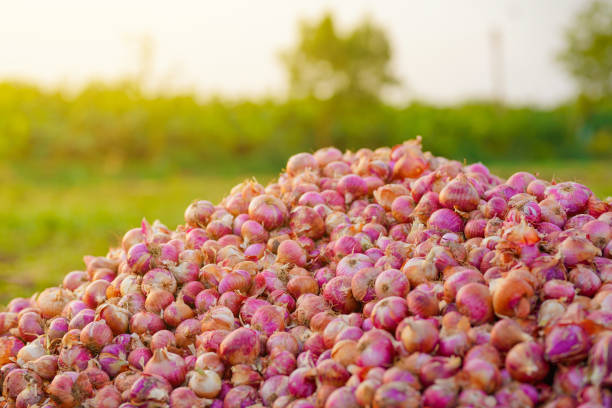 Red Onion pile. Harvested onion piled in the field.