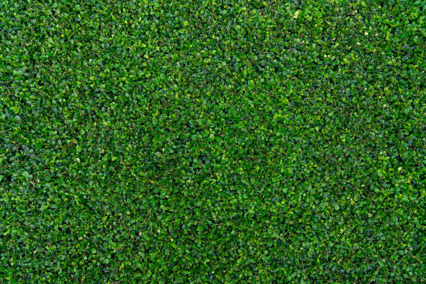 istock Green leaves background, abstract natural leaf pattern wallpaper. 1322662991