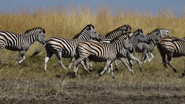 Slow motion close-up view of a small herd of zebras running out a waterhole.  Zebra Migration Botswana