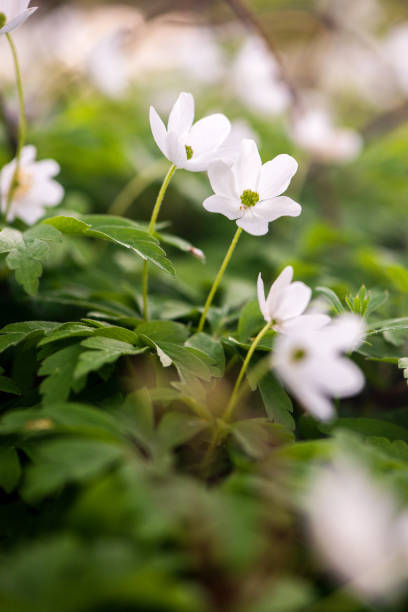 istock Wood anemone blooming in early spring 1322663147