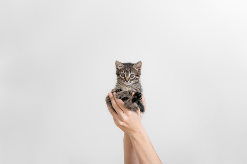 Beautiful grey tabby kitten in hands. Small furry cat on white wall background. hand holding baby pet. Veterinary concept. High quality photo