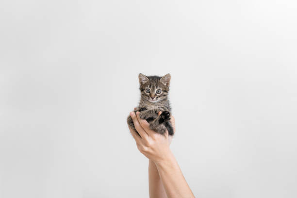 Beautiful grey tabby kitten in hands. Small furry cat on white wall background. hand holding baby pet. Veterinary concept. stock photo