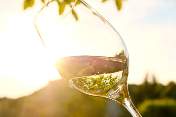 Visit to a typical Lower Austrian “Heurigen” in a “Kellergasse.” A glass of white wine in the summer evening light, the glass reflects the leaves of a chestnut tree. The tidy background offers plenty of space for your content. austrian culture photos stock pictures, royalty-free photos & images