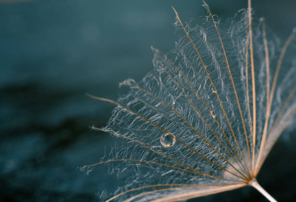 タンポポの種に美しい光沢のある露のドロップ。美しい青い背景にパラシュートタンポポに水が落ちる。 - dandelion nature water drop ストックフォトと画像