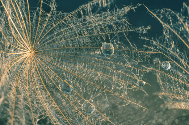 タンポポの種に美しい光沢のある露のドロップ。水はパラシュートタンポポに落ちる。 - dandelion nature water drop ストックフォトと画像
