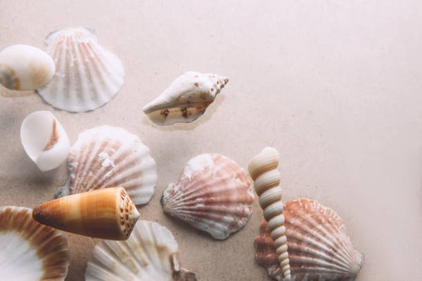 istock Set of seashells on beige background. Marine subjects 1322666956