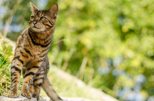 istock Bengal cat in sunny autumn day. Looks like a leopard 1322667172