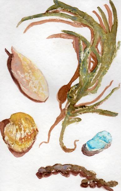 istock Illustration of bubble seaweeds, sea shell, sea glass and squid head bone 1322668262