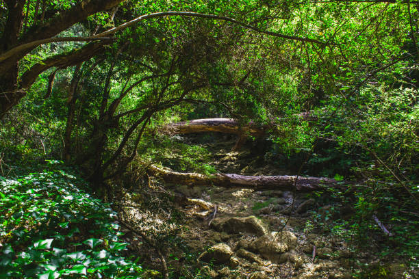 istock dry stream in the portuguese forest 1322668301