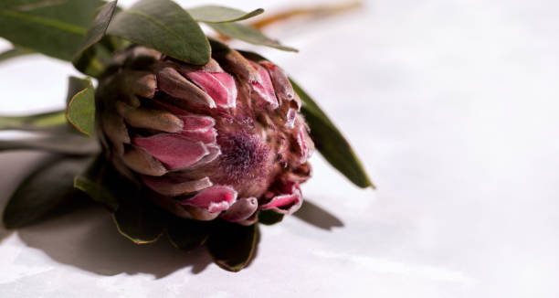 istock Protea flower on a gray concrete background. Copy space 1322668422