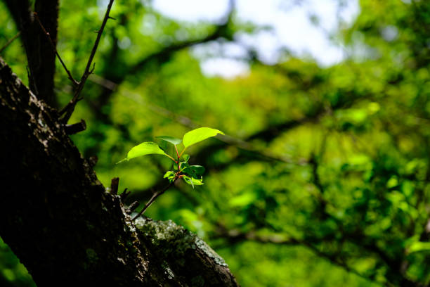 Fresh green leaves and background