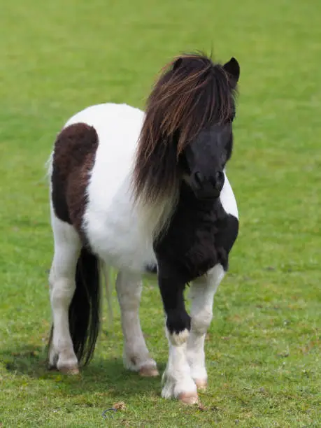 A cute miniature shetland pony stands alone in a paddock.