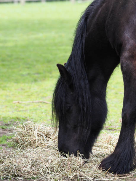 istock Rare Breed Dales Pony 1322669424