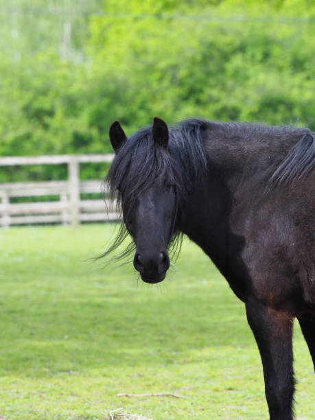 istock Rare Breed Dales Pony 1322669426