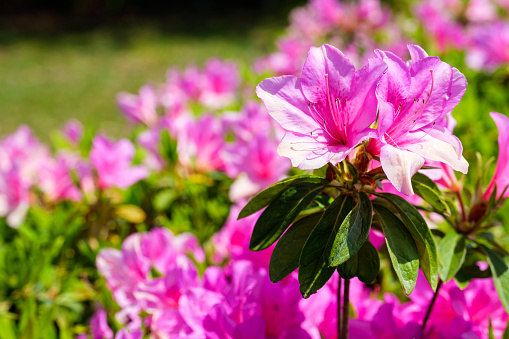Azalea flowers in bloom. Close-up on a bouquet of flowering Azalea in natural environment.