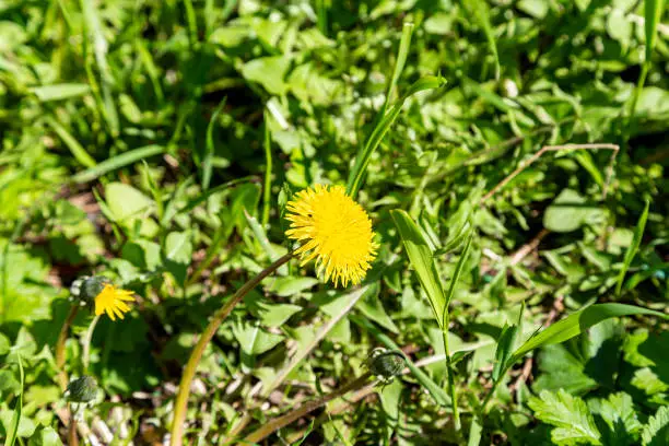 Macro photography of a dandelion Plant. Dandelion is a plant with a fluffy yellow Bud on a green background. Yellow dandelion flower grows in the ground