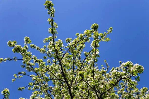 Blooming tree (apple, plum, cherry, pear) in spring time (spring background with white flowers). Sunny day