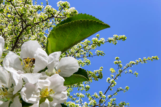 istock Blooming apple tree branch with large white flowers in spring time (spring background with white flowers 1322670700