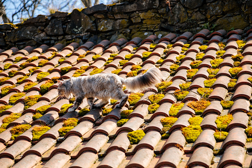 Ash gray Maine Coon goes on tiled roof, old house on sunny day, white black cat walks along courtyard of castle Trosky, long fluffy tail, moss among red clay tiles, cute stray cat on top, countryside