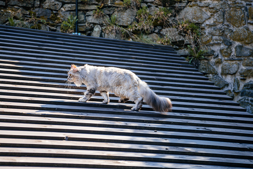 Ash gray Maine Coon goes on wooden roof, old house on sunny day, white black cat walks along courtyard of castle Trosky, long fluffy tail, cute stray cat on top, countryside