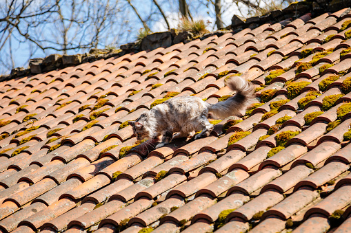 Ash gray Maine Coon goes on tiled roof, old house on sunny day, white black cat walks along courtyard of castle Trosky, long fluffy tail, moss among red clay tiles, cute stray cat on top, countryside