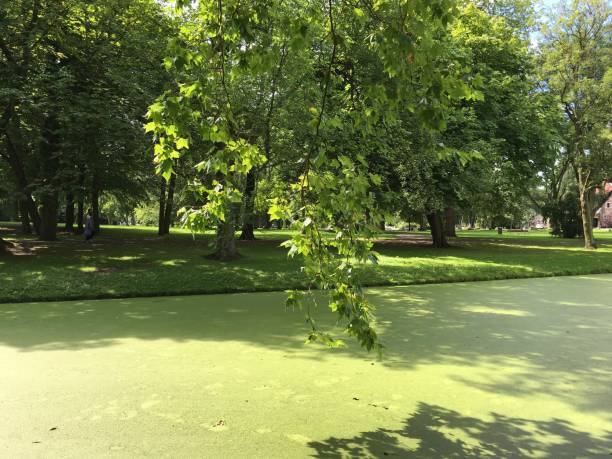 Rotterdam Het Park Netherlands