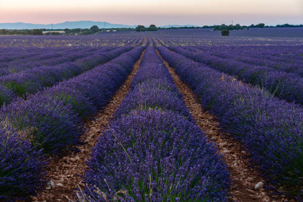 istock Lavender farmland at sunset with mountains on the horizon. Selective focus. Horizontal photography. 1322671725