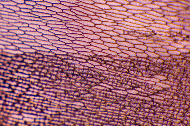 épiderme d’oignon avec de grandes cellules pigmentées. convient comme arrière-plan abstact. - microscope view photos et images de collection