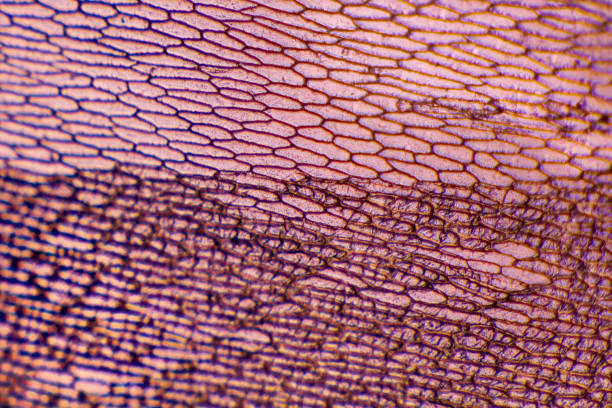 onion epidermis with pigmented large cells. suitable as abstact background. - microscope view imagens e fotografias de stock