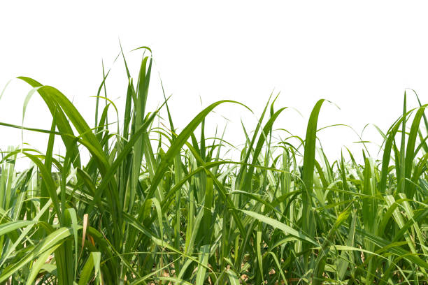 istock Fresh green linear leaf of Sugar cane isolated 1322672324