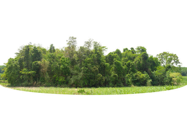 istock View of a High definition Treeline isolated on a white 1322672325