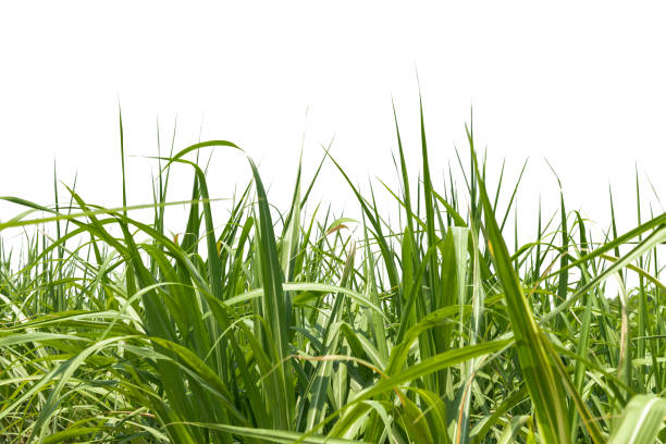 istock Fresh green linear leaf of Sugar cane isolated 1322672344