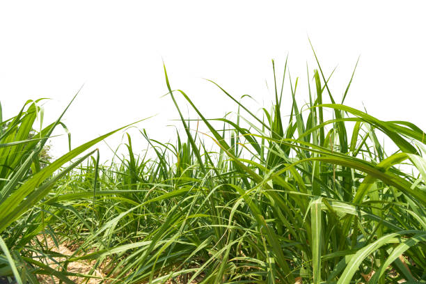 istock Fresh green linear leaf of Sugar cane isolated 1322672368
