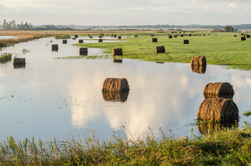 Hay rolls are located in flooded river water in the autumn