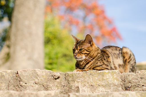 Bengal cat in sunny autumn day. Looks like a leopard.