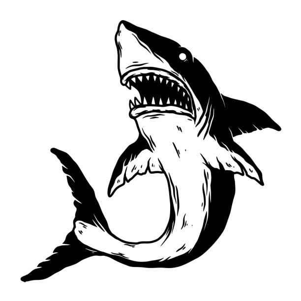 Illustration of angry shark in monochrome style. Design element for label, sign, emblem, poster. Vector illustration