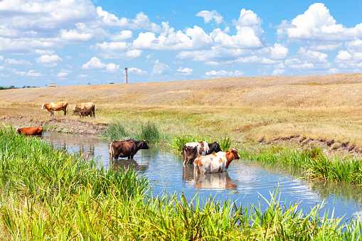 Domestic cows standing in the river water