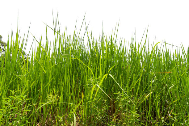 istock Green grass background texture,  Green lawn texture 1322675140