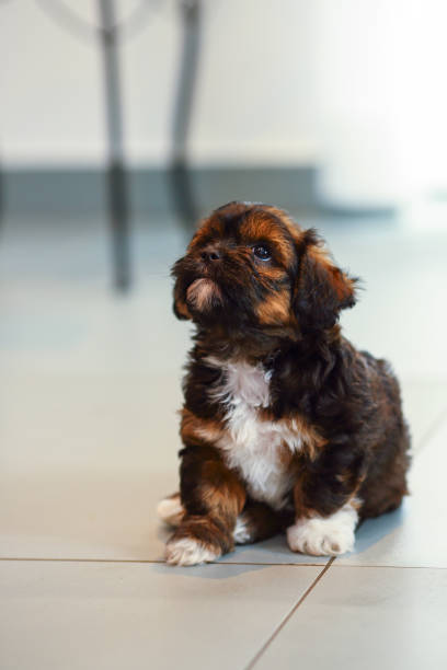 istock Playful puppy 1322675186