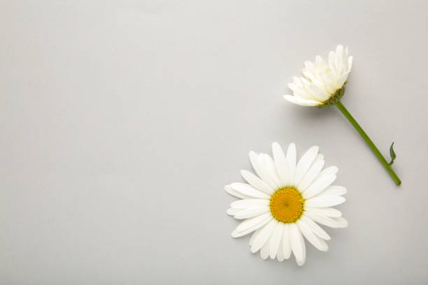istock Spring and summer chamomile flowers on a gray background. 1322677719