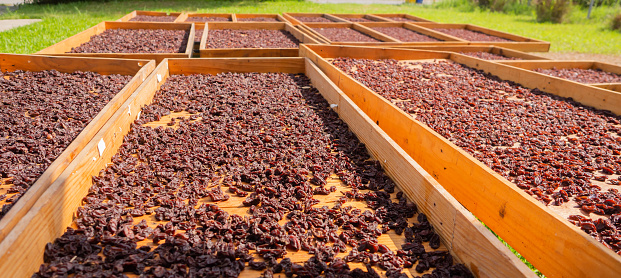 drying raisins in board in sunlight vineyard background, dry grape in wooden board