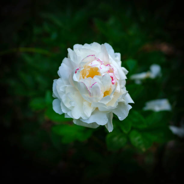 A delicate white rose in full bloom stands out against a dark, blurred background, highlighting its soft petals and natural elegance. Green leaves and stems frame the flower, creating a serene and peaceful garden atmosphere. The composition emphasizes purity, simplicity, and beauty in nature.
