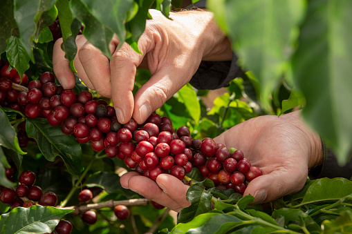 Hands holding ripe coffee beans