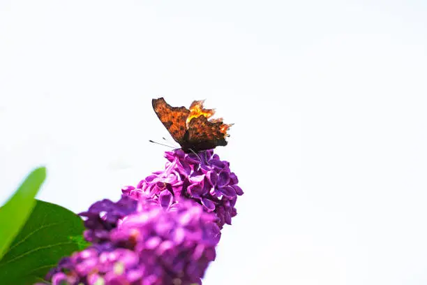 C-butterfly, Polygonia c-album. Butterfly sits on the purple blossom of the lilac. Insect in close-up. Orange and black wings. White background.