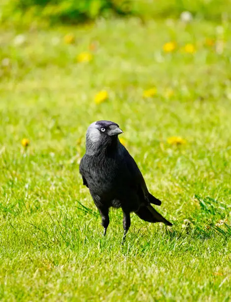 Close-up of a jackdaw, Corvus monedula. Bird with black plumage in a green meadow.
