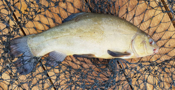 One freshly caught raw fish tench and a cage on a wooden surface. A species of ray-finned fish of the carp family, the only representative of the genus Tinca One freshly caught raw fish tench and a cage on a wooden surface. A species of ray-finned fish of the carp family, the only representative of the genus Tinca golden tench stock pictures, royalty-free photos & images
