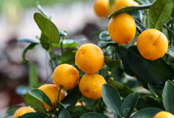 istock Close up of a ripe lime on the tree 1322684359