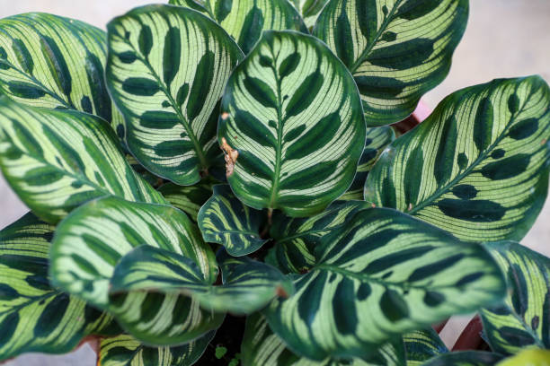 istock High angle view of a Peacock plant 1322684459